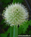 Лук репчатый - Allium cepa