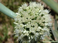 Лук батун - Allium fistulosum