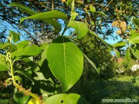 Ива козья (бредина) – Salix Caprea L.