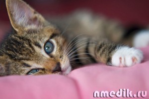 Болезнь кошачьих царапин - профилактика, симптомы и лечение