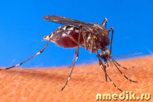 Малярия, лечение малярии
