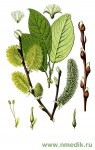 Ива козья (бредина) – Salix Caprea L.