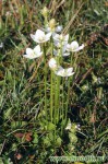 Белозор болотный – Parnassia palustris L.