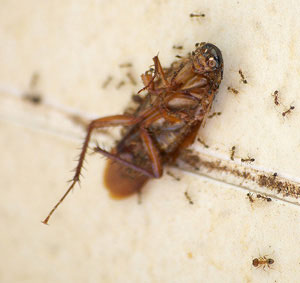 борьба с тараканами и муравьями