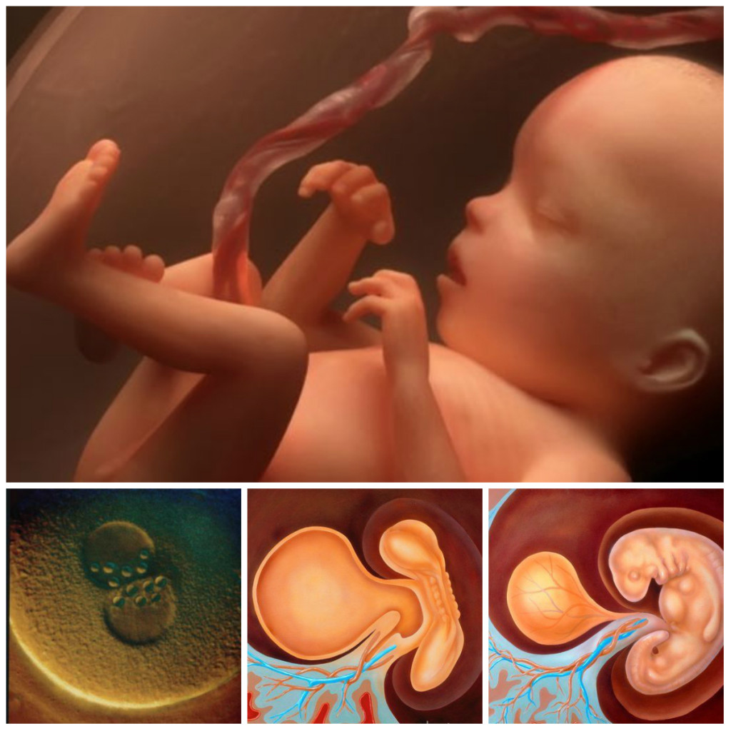 Плод ребенка по неделям. Плод ребенка. Зародыш плод ребенок формирование в матке. Процесс формирования эмбриона.
