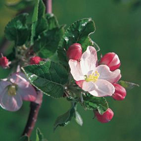 цвет яблони