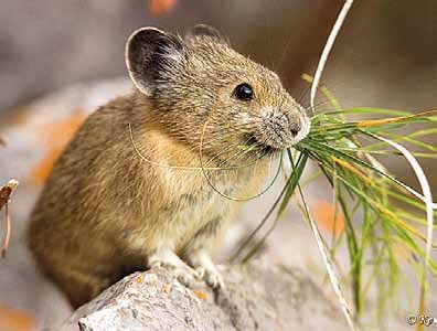 Мышь ест траву