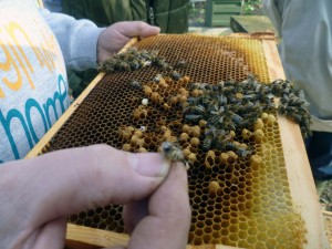 Осмотр пчелиных сот